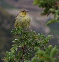 Cape Weaver - Ploceus capensis