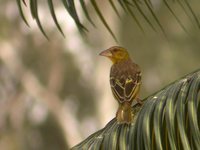 Village Weaver - Ploceus cucullatus