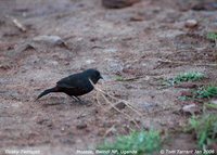 Dusky Twinspot - Euschistospiza cinereovinacea