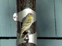 Lesser Goldfinch - Carduelis psaltria