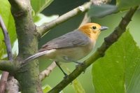 Orange-headed Tanager - Thlypopsis sordida