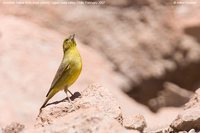 Greenish Yellow-Finch - Sicalis olivascens