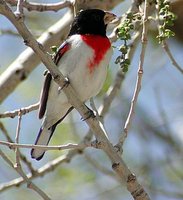 Rose-breasted Grosbeak - Pheucticus ludovicianus