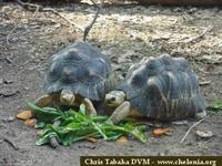 Radiated Tortoise, Geochelone radiata