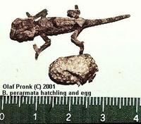 Brookesia perarmata