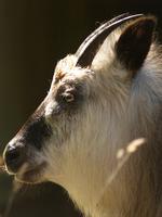 Serow Portrait