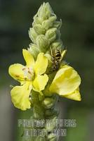 Great Mullein ( Verbascum thapsus ) stock photo