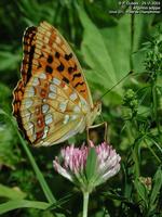 Le Moyen Nacr? (Argynnis adippe)