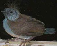 Blue-capped Cordon Bleu