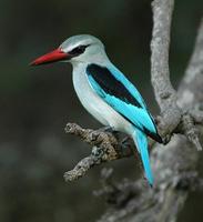 Woodland Kingfisher p.224