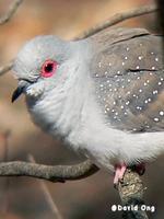 Diamond Dove
