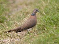 Island Collared-Dove