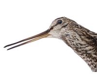 꺅도요 Common Snipe | Gallinago gallinago