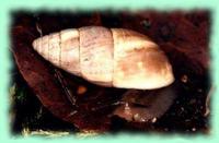 Zebrina detrita (Müller,