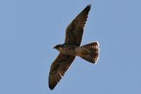 ... autumn migration is Lanner Falcon Falco biarmicus ssp.erlangeri       Photo 2007 Stephen Daly