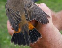 Bluethroat (Luscinia svecica), female