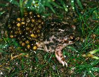 : Alytes cisternasii; Iberian Midwife Toad