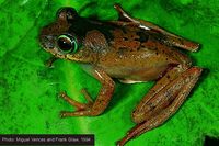 : Boophis picturatus