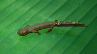: Bolitoglossa helmrichi