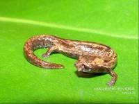 : Bolitoglossa ramosi; Salamandra Manchada