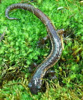 : Bolitoglossa rostrata