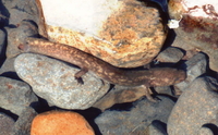 : Dicamptodon copei; Cope's Giant Salamander