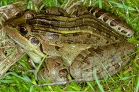 : Leptodactylus ocellatus