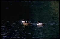 : Aythya collaris; Ring-necked Duck