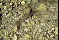 : Ranodon sibiricus; Semirechensk Salamander
