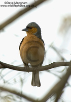 : Fringilla coelebs; Chaffinch