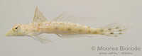 : Callionymus simplicicornis
