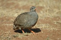 : Pternistis natalensis; Natal Francolin