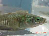 : Gasterosteus aculeatus; Northern Threespine Stickleback