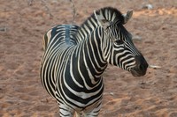 : Equus quagga antiquorum; Chapman's Zebra