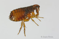 : Ctenocephalides felis; Cat Flea