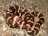 : Lampropeltis getula; Common Kingsnake