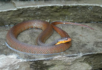 : Nerodia erythrogaster erythrogaster; Red-bellied Water Snake