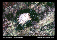 : Collisella scabra; Rough Limpet