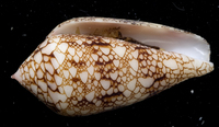 : Conus canonicus