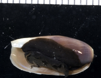 : Cypraea isabella