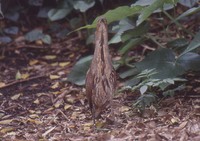 Japanese Night Heron - Gorsachius goisagi