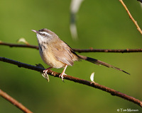 Hill Prinia