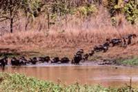 Wild pigs at waterhole