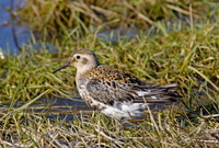 ...Rock Sandpiper, the most abundant shorebird on St. Paul Island. Photo by Dave Kutilek. All right