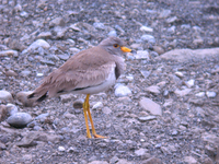 민댕기물떼새 Microsarcops cinereus | gray-headed lapwing