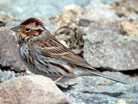 쇠붉은뺨멧새 Emberiza pusilla | little bunting