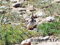 Galerida cristata Crested Lark 鳳頭百靈 113-071