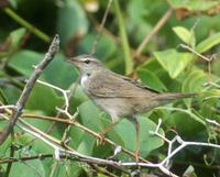 Pleske's Grasshopper-Warbler (Locustella pleskei) photo