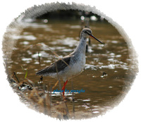 학도요(Spotted Redshank)