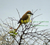 홍때까치 Brown Shrike